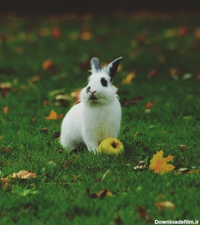 عکس پروفایل خرگوش در علفزار