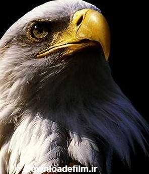 عکس عقاب برای پروفایل | گالری تصاویر عقاب های بزرگ و زیبا