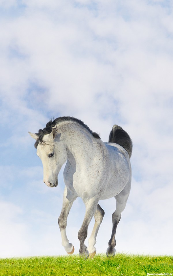 عکس اسب سفید - مسترگراف