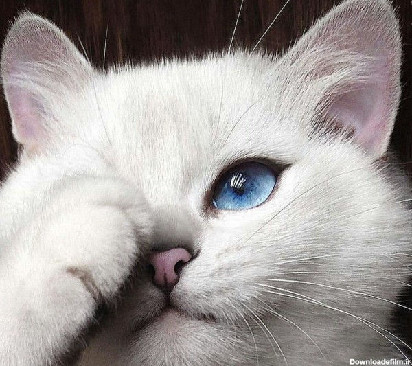 عکس گربه ی سفید چشم ابی