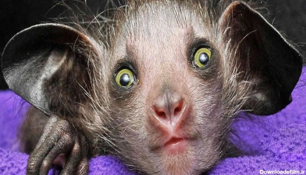 7 تا از ترسناک‌ترین حیوانات جهان را بشناسید + تصاویر