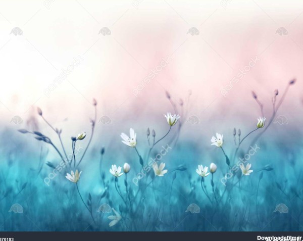 گل های کوچک سفید در باب روز در آبی ملایم نرم و پس زمینه صورتی خارج ...