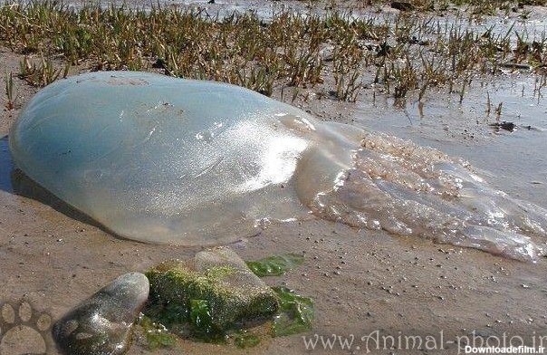 عکس زیباترین موجودات دریایی - عروس دریایی