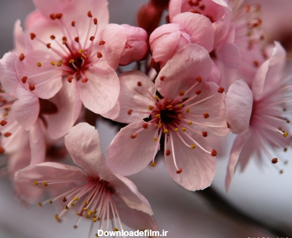 عکس شکوفه گل های بهاری صورتی از نمای نزدیک