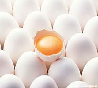 دانسته هایی در مورد تخم مرغ – بیت الشهدا وحسینیه دوشهید