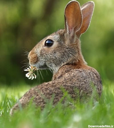 عکس خرگوشعکس خرگوش با گل در چمن