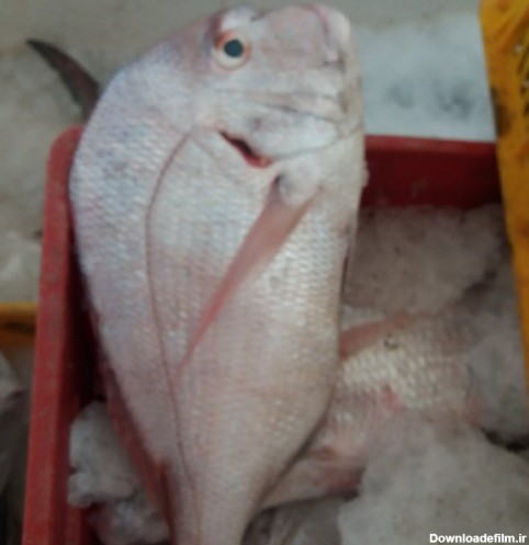 خرید و قیمت ماهی کخو یا شانک صورتی از غرفه ماهی فروشی شیرجنوب