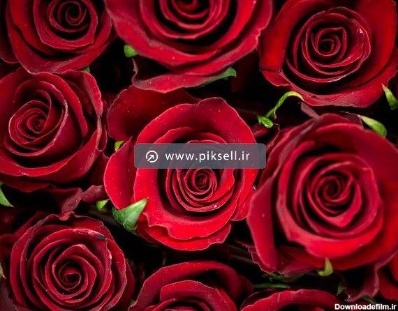 عکس با کیفیت از دسته گل رز قرمز از نمای نزدیک