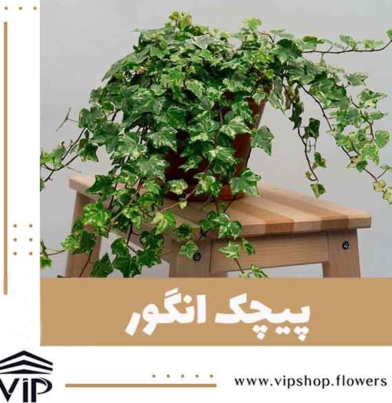 گیاهان رونده آپارتمانی :: 5 گل پیچکی همیشه سبز | VIP