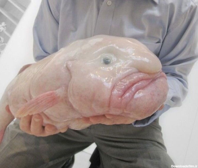 حباب‌ماهی: زشت‌ترین ماهی دنیا - همشهری آنلاین