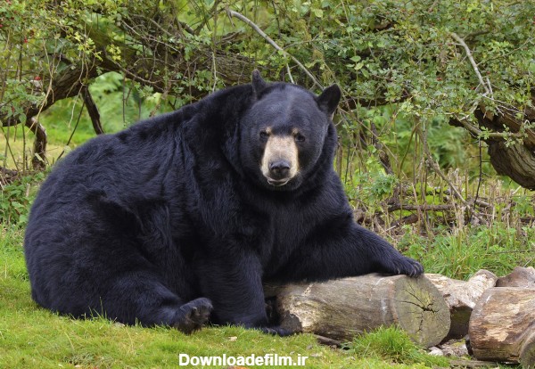 عکس خرس بزرگ سیاه در جنگل black bear forest