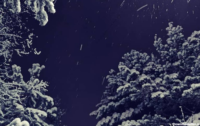 بارش برف روی درختان در شب