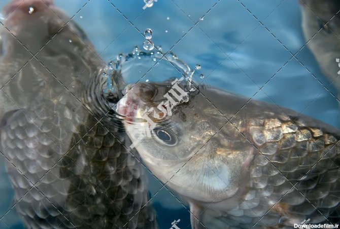 دانلود تصویر با کیفیت ماهی در سطح آب