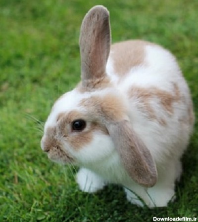 عکس خرگوش بامزه در چمن