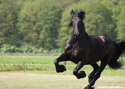 اسب ترکمن سیاه