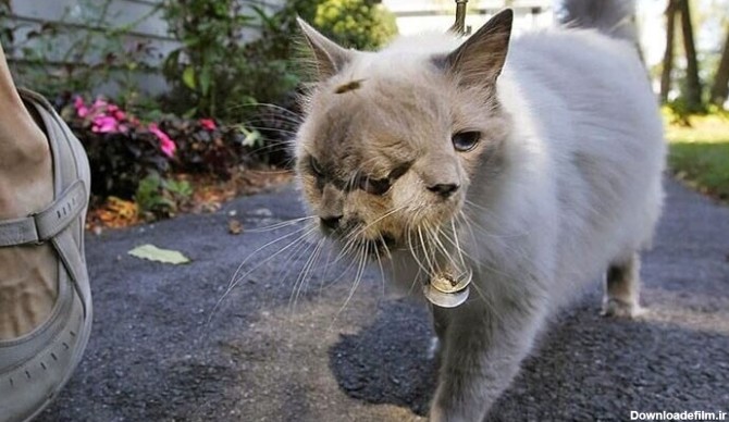 عجیب ترین و ترسناک ترین گربه جهان با دو صورت کنار هم+ تصویر