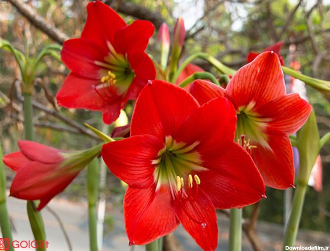 گل گیفت | چگونه گل های آماریلیس را پرورش دهیم؟