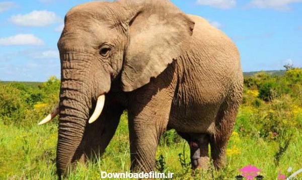 عکس زیباترین فیل جهان - عکس نودی