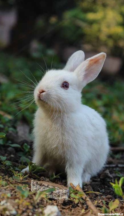 دانلود تصویر خرگوش سفید رنگ | تیک طرح مرجع گرافیک ایران