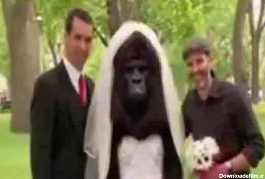 عکس میمون عروس داماد