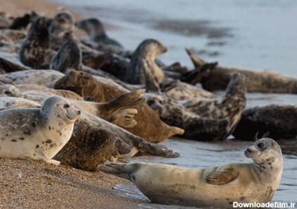ببینید | محبوب‌ترین جانور دریای خزر در حال انقراض