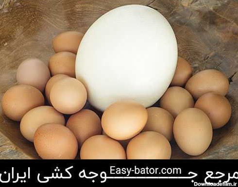 ویژگی ها و خصوصیات اصلی تخم شترمرغ
