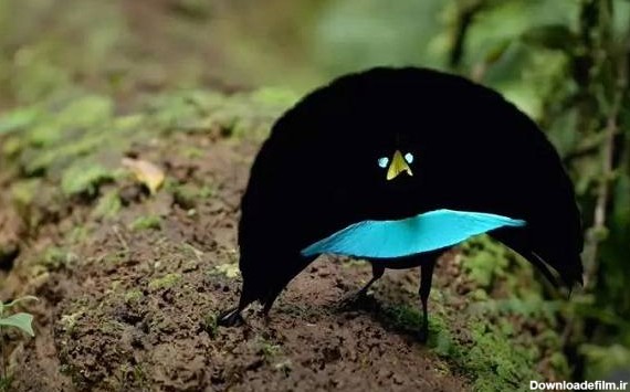 عجیب ترین پرنده های جهان با قیافه های باورنکردنی