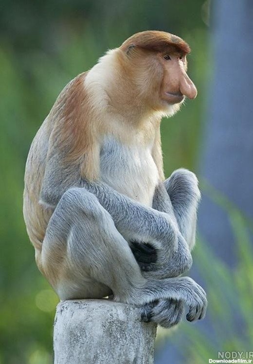 عکس میمون کارتونی بامزه