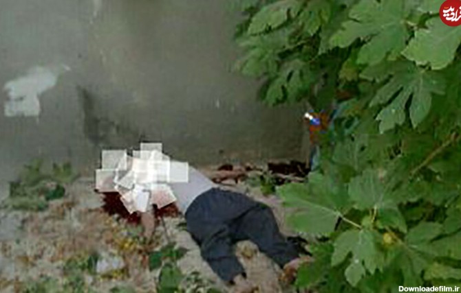 عکس/ سقوط مرگبار مرد مشهدی از درخت انجیر