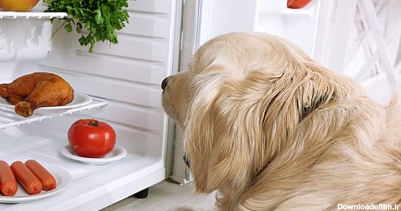 رژیم غذایی کبدی برای سگ‌ها