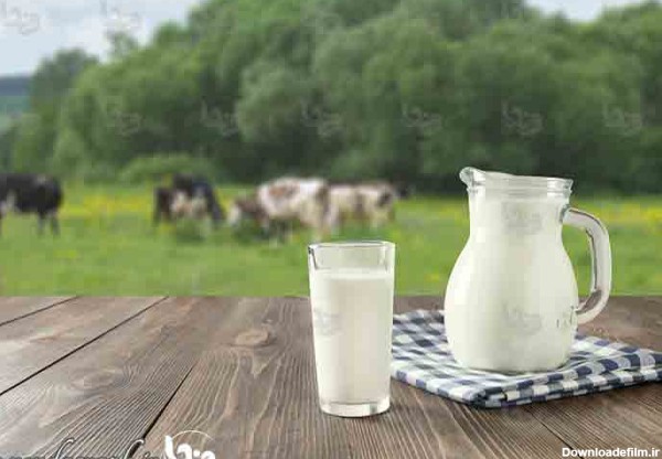 عکس شیر محلی