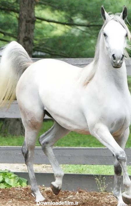 عکس اسب سفید - عکس نودی