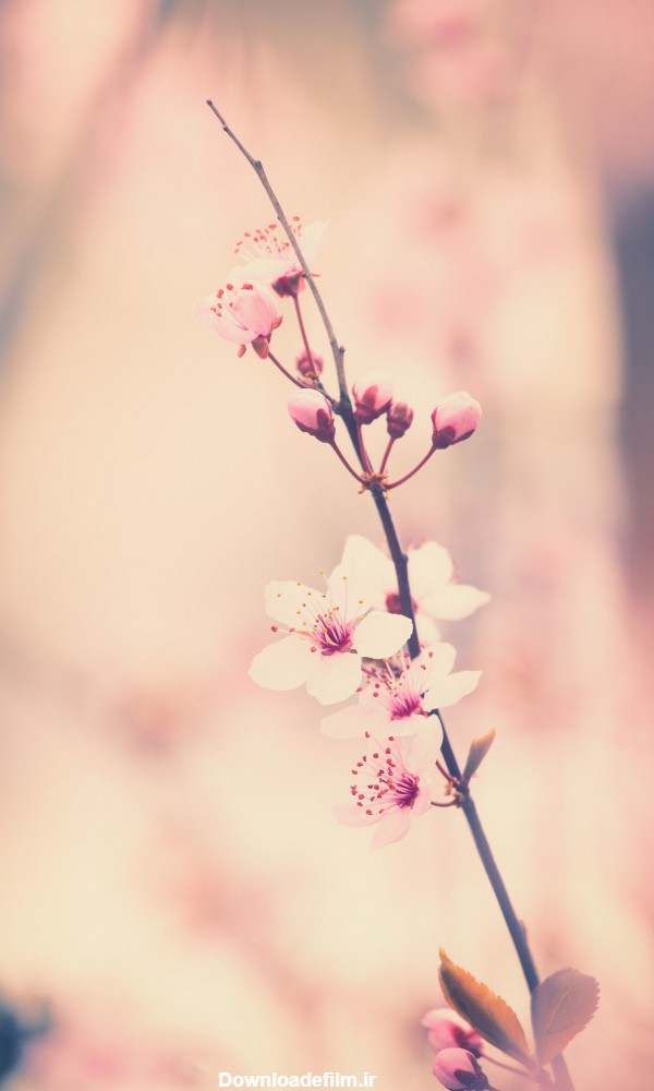 عکس زمینه شکوفه گیلاس پس زمینه | والپیپر گرام