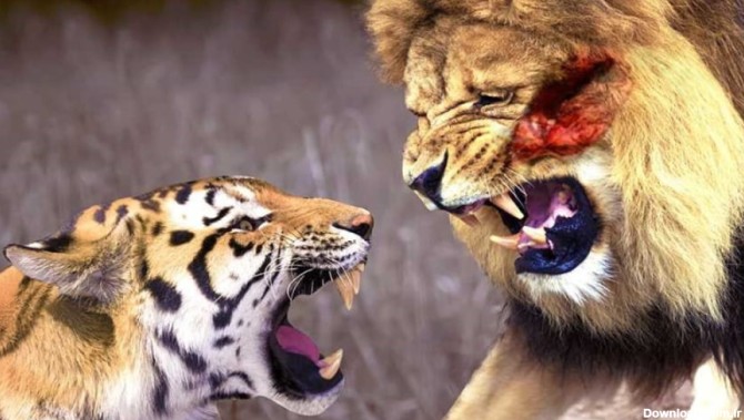 جنگ حیوانات وحشی | نبرد شیر و پلنگ تا سر حد مرگ | مستند حیات وحش
