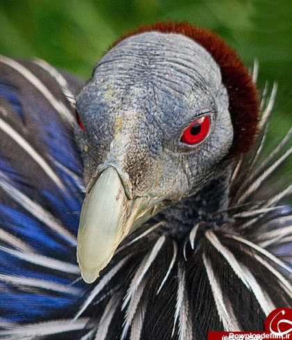عجیب ترین و وحشتناکترین پرندگان دنیا را بشناسید+ تصاویر