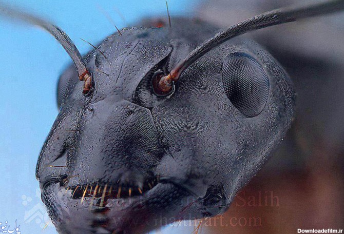 عکس واقعی مورچه از نزدیک/هیولای حشرات
