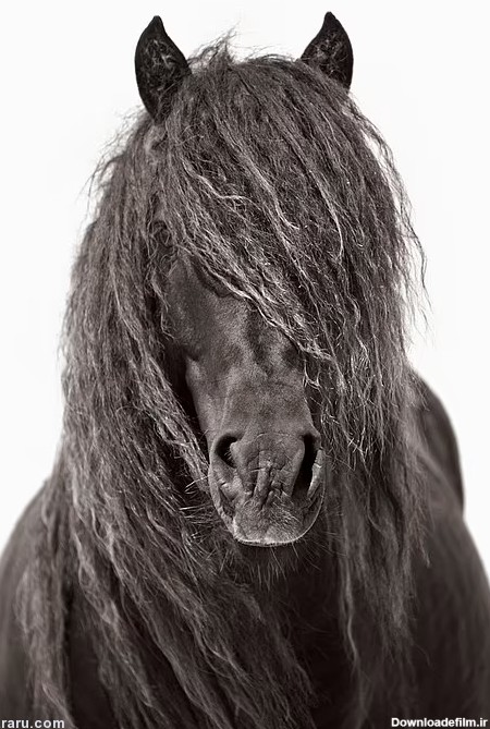 تصاویر خیره کننده از اسب‌های وحشی در دورافتاده‌ترین جزیره جهان