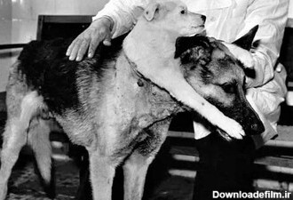 عکس | سگ دو سر؛ حیوان آزمایشگاهی نگون‌بخت با سرنوشتی غم‌انگیز