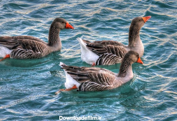 عکس سه پرنده غاز در حال شنا کردن روی آب دریاچه