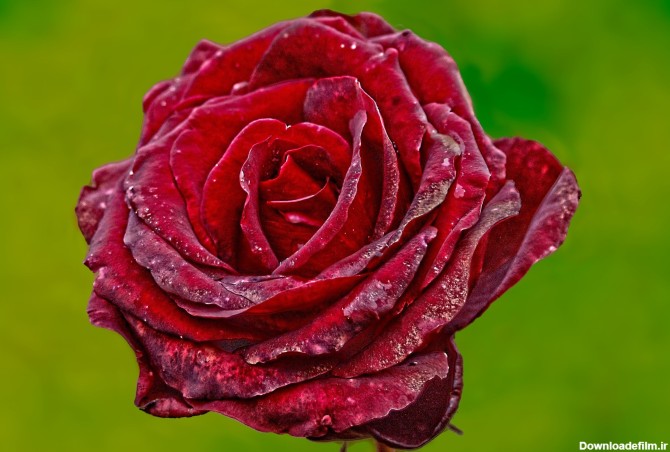 کپشن گل سرخ عاشقانه؛ جملات ادبی زیبای احساسی با موضوع گل قرمز