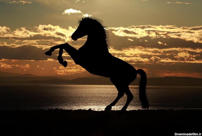 عکس زمینه پرش اسب در کنار دریا هنگام غروب خورشید پس زمینه ...