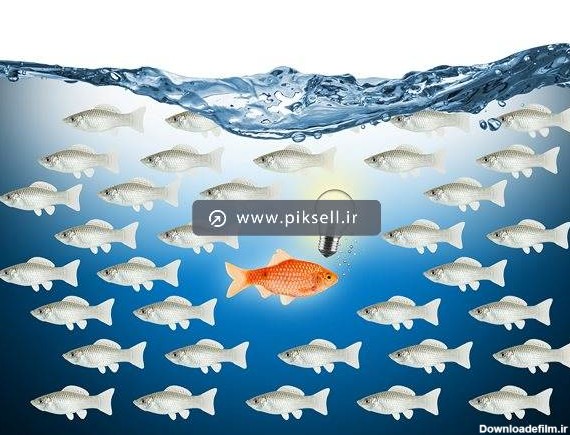 عکس با کیفیت از ماهی های سفید و یک ماهی قرمز در آب