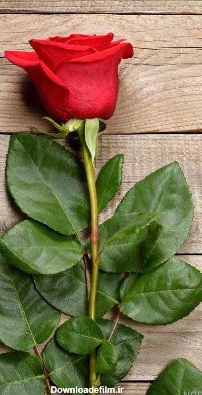 عکس گل طبیعی برای استوری - عکس نودی