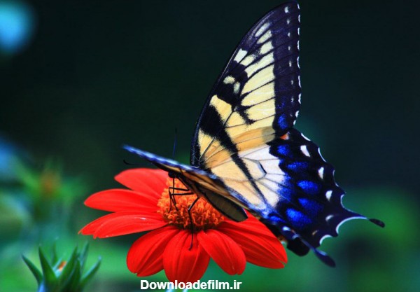 عکس پروانه روی گل red flower butterfly