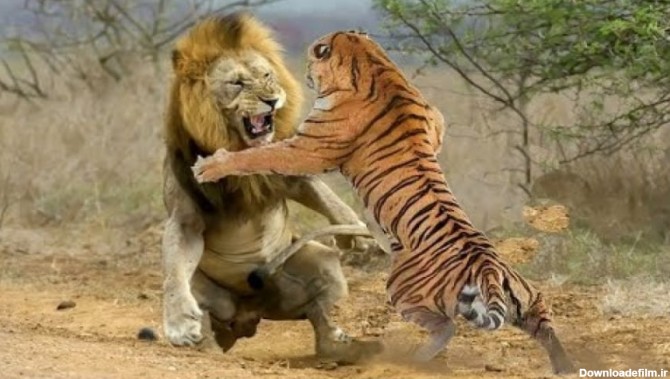 جنگ و نبرد شیر، ببر، پلنگ، جگوار، یوزپلنگ - راز بقا - حمله حیوانات
