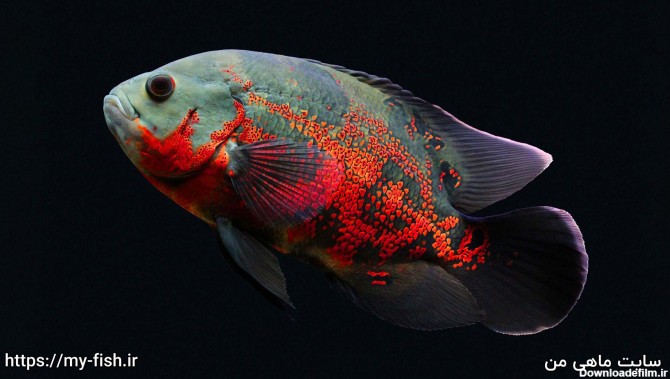 ماهی اسکار تایگر
