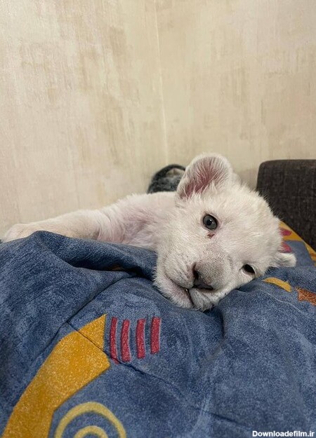 هیر و دنا صاحب یک توله شیر سفید شدند+ عکس | دیدبان ایران
