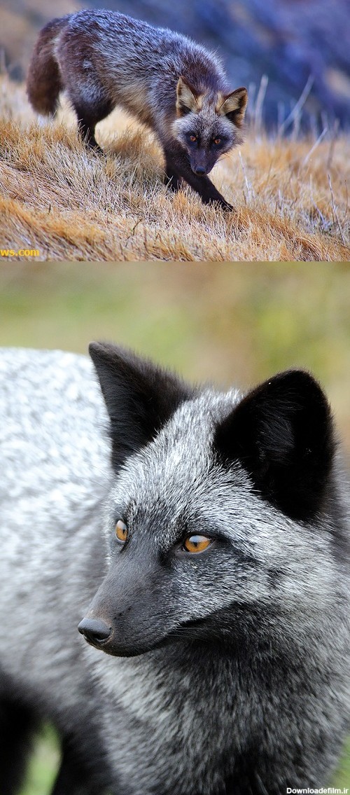 ارزشمندترین روباه جهان(+عکس)