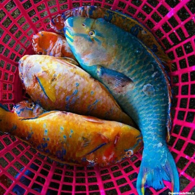 طوطی ماهی... - عکس ویسگون