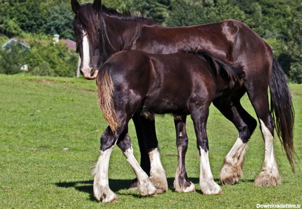 اسب شایر اسب های غول پیکر قدرتمند و جذاب اطلاعات کامل این نژاد